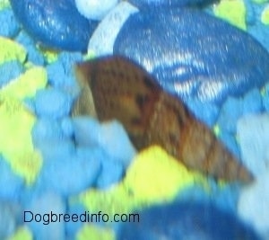 A small brown with black snail shell is laying on blue and yellow gravel.