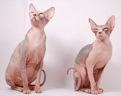 Two Sphynx Hairless Cats are sitting on a white backdrop and looking up and to the left