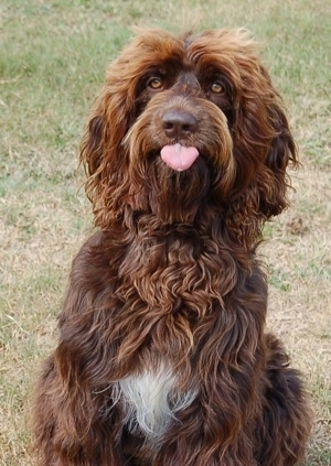 Front view - A long haired, wavy coated, chocolate with white Springerdoodle dog is sitting in grass, its tongue is sticking out and it is looking up. The dog is all brown with a white patch on its chest.
