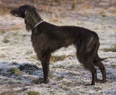 Left Profile - The left side of a black Taigan dog standing across grass with a dusting of snow on top of it. It has longer hair on its ears and legs and belly and a pointy muzzle.