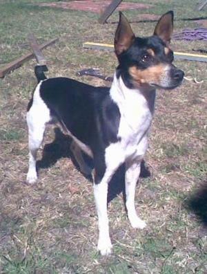 The right side of a black and white with tan Tenterfield Terrier dog standing across patchy brown grass and it is looking to the right. It has pointy perk ears, a long thin muzzle and a black nose and a small docked tail.