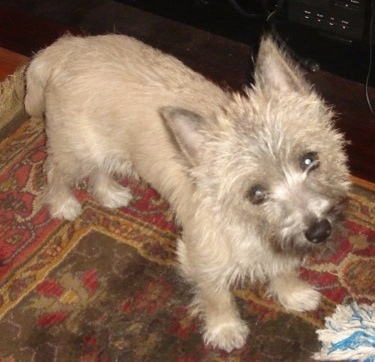  Vista de arriba hacia abajo de un cachorro bronceado con Toxirn negro que está de pie sobre una alfombra y su cabeza está ligeramente inclinada hacia la izquierda. El perro tiene el pelo de aspecto retorcido, orejas de beneficio, ojos redondos y una nariz negra.