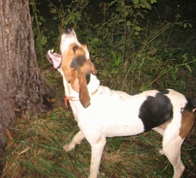 treeing walker coonhound howl