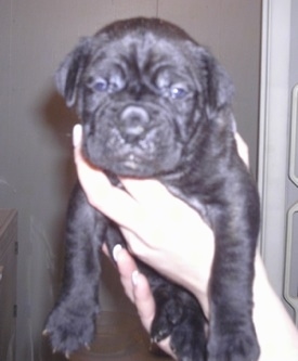 Close up front view - A person is holding a small wrinkly black Ultimate Mastiff puppy in the air with its hands.