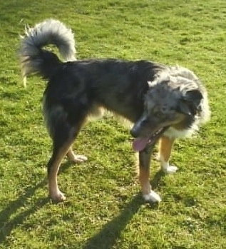 The right side of a panting tri-color Welsh Sheepdog that is standing in a field and looking to the left. It has a fringed ring tail and a long snout. Its tongue is showing.