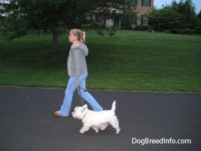 A blonde-haired girl is leading a small West Highland White Terrier dog on a walk down the middle of a road.