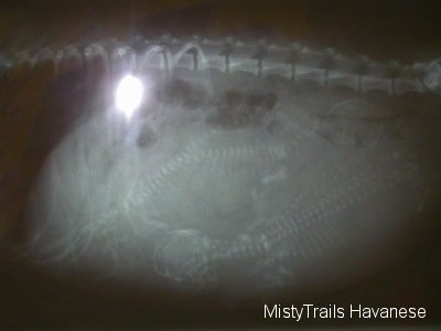 X-ray of a pregnant Dam showing four puppies