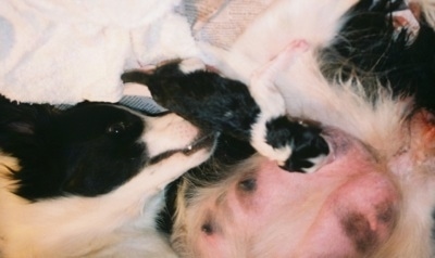 Pearl the dam Border Collie feeding her newborn pup