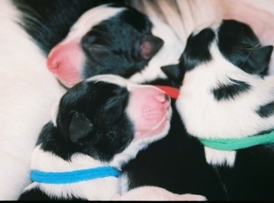 Close Up - Newborn Border Collie Puppies