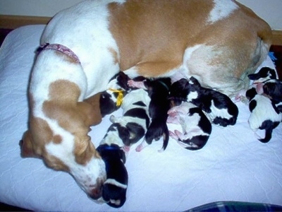 Hemi and her 8 newborn puppies