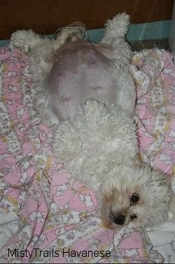 toy poodle 6 weeks pregnant