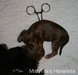 Puppy laying on a blanket with a hemostat attached to its cord