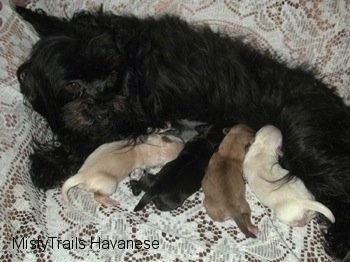 Four Puppies nursing