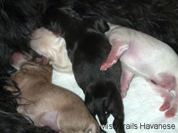 Close Up - Four Puppies nursing