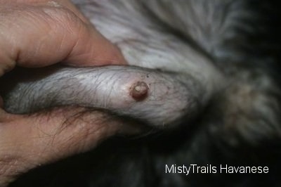 Close Up - Person squeezing a dog teat