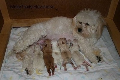 Dam watching all the puppies nurse