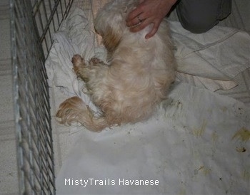 Dog laying on a blanket against a cage