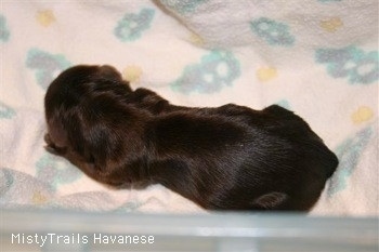 close Up - Puppy Number Two laying on a blanket