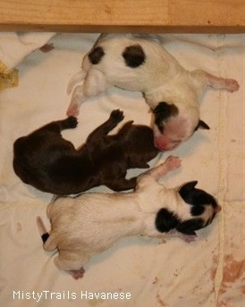 Three puppies laying on a towel inside the whelp box