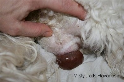 The dam is receiving assistance in pushing the pup out