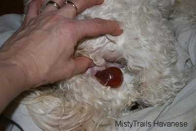 what does a dogs mucus plug look like