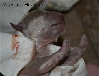 Close Up - Second Born Puppy