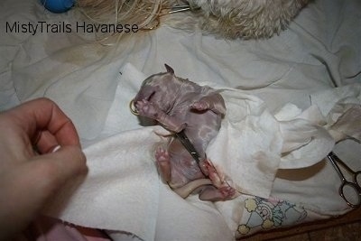 Puppy laying upside down on a blanket with a hemostat clipped on cord to stop the bleeding