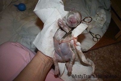 Close Up - Puppy being held in the air on a paper towel