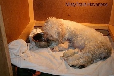 Dam drinking water out of bowl and Pups are nursing