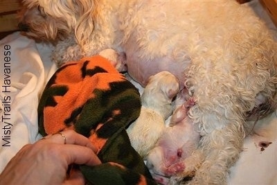 Person placing a towel over the puppies while they nurse