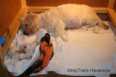Dam is laying towards the back of the whelping box and the three puppies are towards the front in a towel bundled together