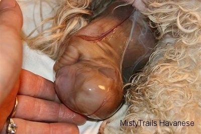 Close Up - Person touching the puppy's head which is still inside the sac
