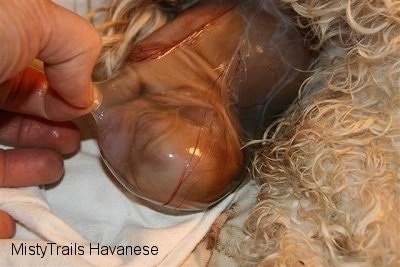 Close Up - Sac being pulled off of puppy number four by a human