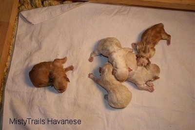 Four Puppies cuddled together, One Puppy sitting away from them