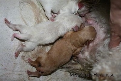 Close Up - Two Puppies nursing