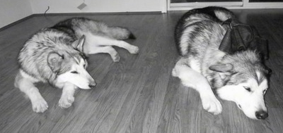 A black and white image of two Wolamutes that are sleeping on a hardwood floor.