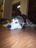 A black and white Wolamute is laying down on a hardwood floor.