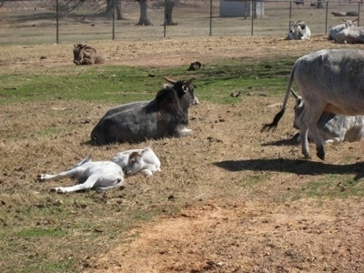 A herd of young and old Yaks in a field