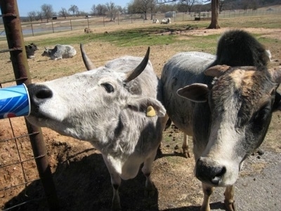 One yak being fed out of a disposable Pepsi cup and another yak standing next to it. The right most Yak has a lump on its back