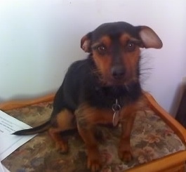 Front view - A black with tan Yorkie Pin dog sitting on top of a floral end table looking forward. It has large perk ears that are pinned back, wide round brown eyes and a black nose. The hair on its head is shorter and it has wiry looking thinner hair poking out from its body.