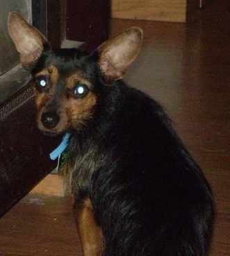 The back left side of a black with tan Yorkie Pin dog sitting on a hardwood floor turned and looking back at the camera. It as large perk ears and a longer coat on is body with shorter hair on its head with wide round eyes and a black nose.