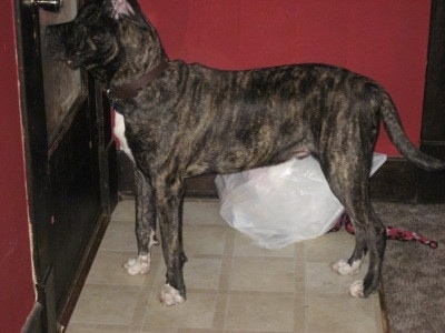 The left side of a brindle with white American Bandogge that is standing in front of a door looking outside with a trash bag next to it