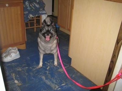 A grey and black with white Dog is standing in a kitchen on a blue floor with its tongue out and it has a leash attached.