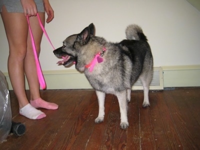 A black and gray with white Dog is standing on a hardwood floor with its mouth open and tongue out. Attached to it is a hot pink leash being held by a person