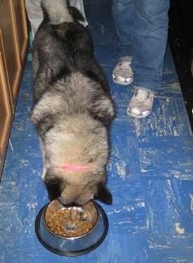 Dog eating out of a dog bowl on a blue tile floor