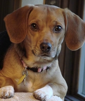 Close Up - The face of a red with white Doxie is laying on a carpeted floor and to  the right of it is a sliding door.