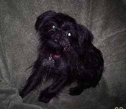 Topdown view of a black Affenhuahua with bone shaped dog tag is sitting on a beanbag.