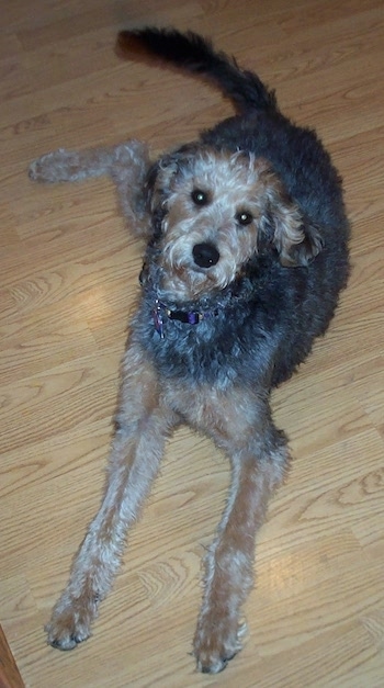 Top down view of a wavy coated, black with tan Airedoodle dog laying on a hardwood floor and it is looking up. It has a long tail and long legs.
