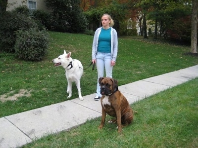 A White German Shepherd is standing on grass with a lady holding its leash and a brown brindle Boxer is sitting on grass 