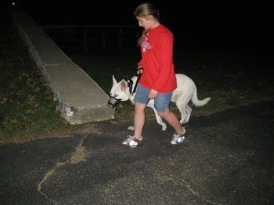 The left side of a White German Shepherd with a muzzle that is being walked by a lady on the street.